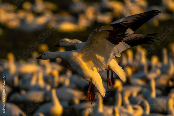 Obraz Snow Geese in flight
