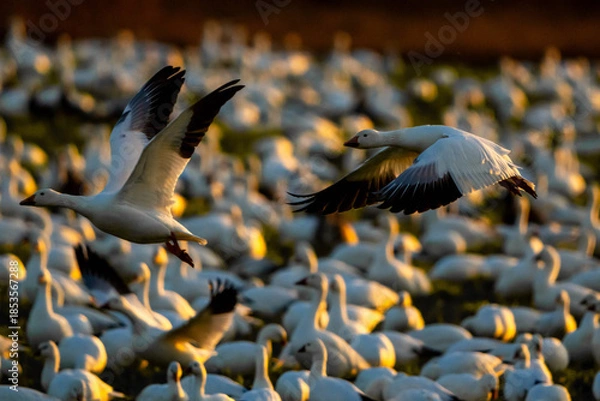 Obraz Snow Geese in flight