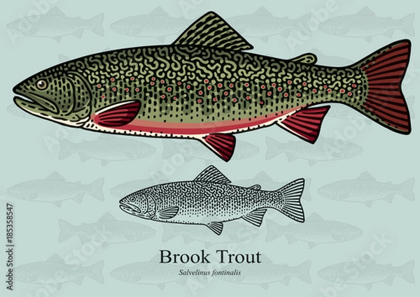 Obraz Brook Trout. Ilustracja wektorowa dla grafiki w małych rozmiarach. Nadaje się do projektowania graficznego i projektowania opakowań, przykładów edukacyjnych, stron internetowych itp.