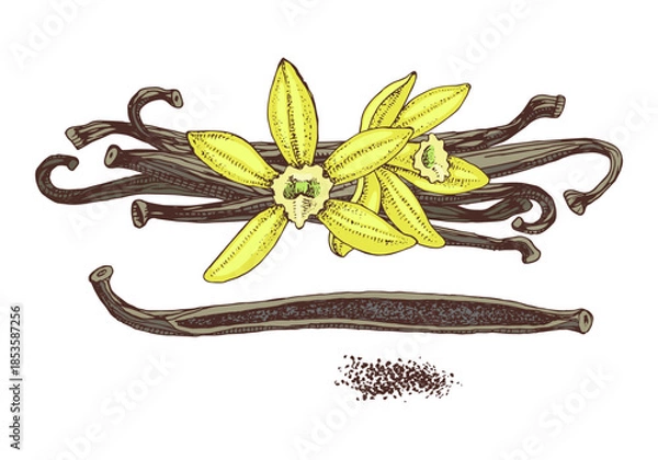 Obraz Vanilla hand drawn vector plant