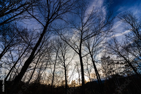 Obraz 冬枯れの林