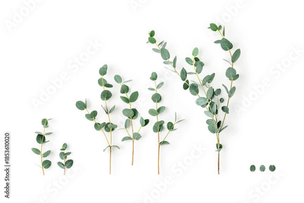 Obraz Eucalyptus branches photography isolated on white background