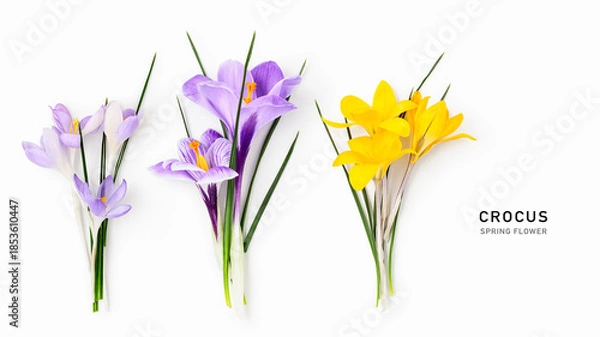 Obraz Crocus flowers banner isolated on white background