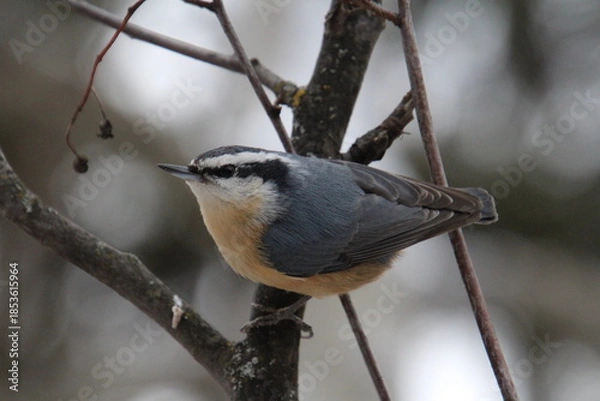 Obraz Red Breasted Nuthatch 