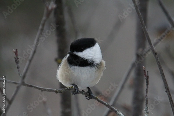 Obraz Chickadee, Whitemud Park, Edmonton, Alberta