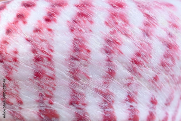Obraz Natural pink-white shell pattern close-up, authentic organic texture backdrop.