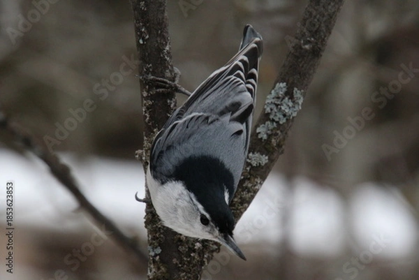 Obraz Bird On The Branch