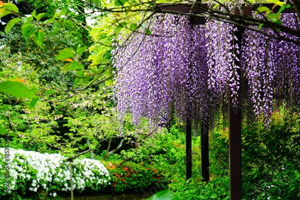 Obraz 京都梅宮大社の藤