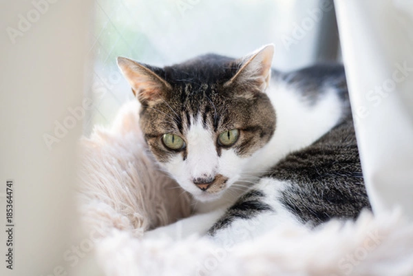 Obraz 窓辺でくつろぐ猫　キジトラ白