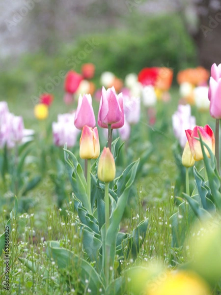 Obraz 植物　春の花
