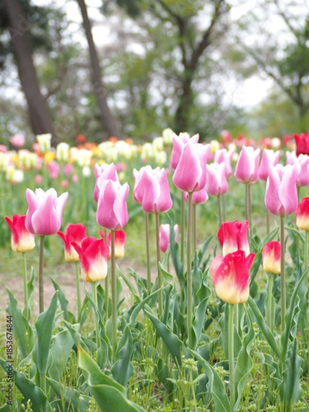 Obraz 植物　春の花