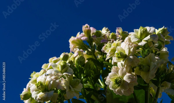 Obraz カランコエの花