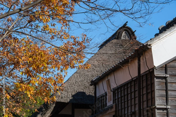 Obraz 茅葺屋根と黄葉