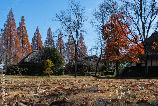 Obraz 落ち葉とメタセコイア