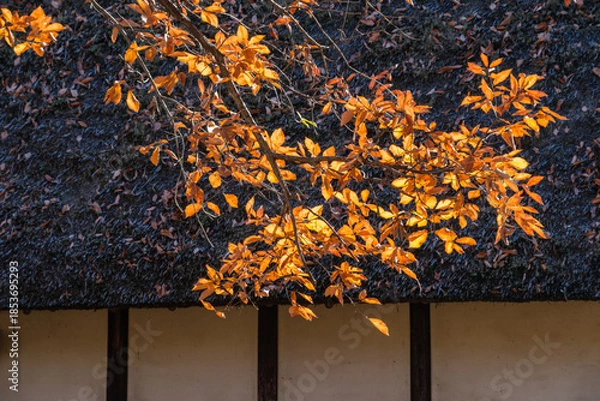 Obraz 古民家の紅葉