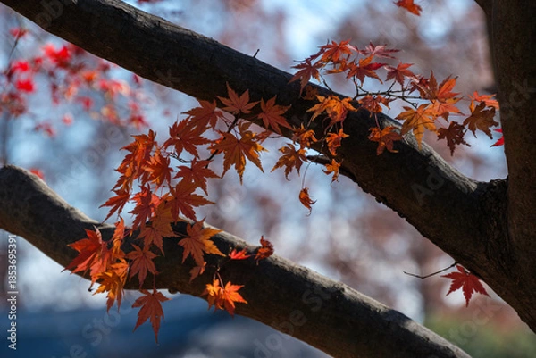 Obraz 木漏れ日のモミジ