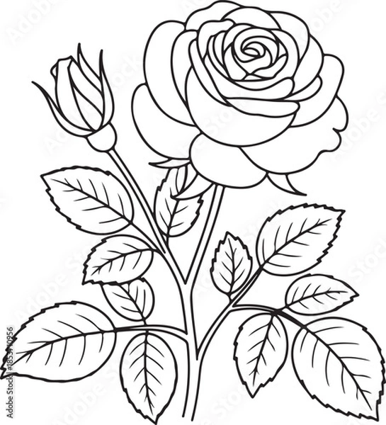 Obraz Delicate rose illustration