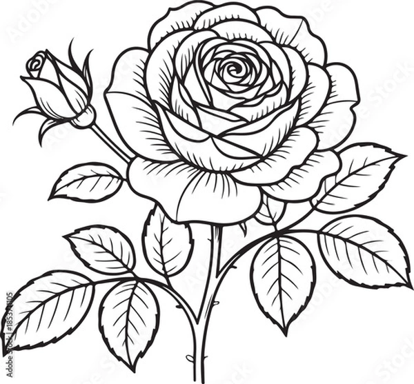 Obraz Elegant rose illustration