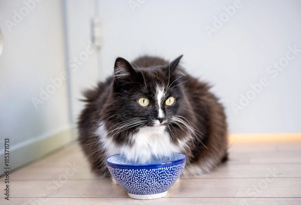 Obraz Black and white cat drinking water from bowl indoors