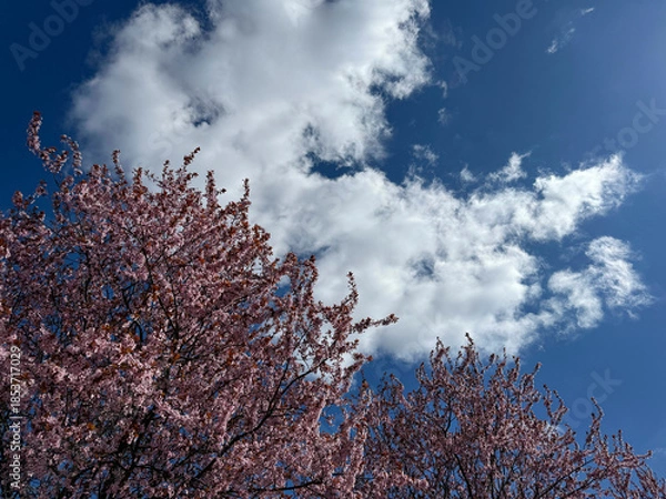 Fototapeta Spring cherry blossom sakura blooming tree.