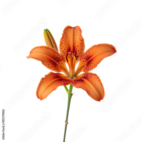 Obraz Vibrant orange lily flower in full bloom