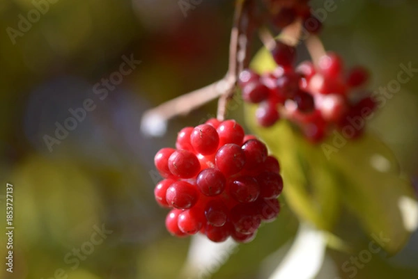 Obraz サネカズラ