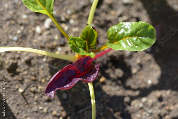 Obraz フダンソウ　スイスチャード