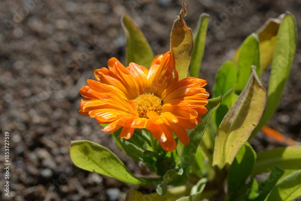 Obraz トウキンセンカ