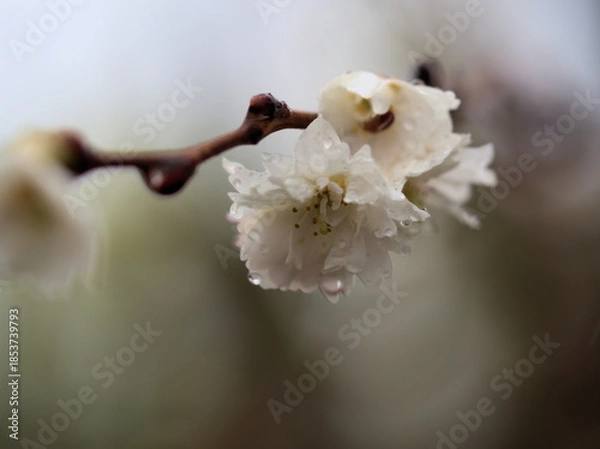Obraz 雨の降った12月に咲いたサクラ「子福桜（コブクザクラ）」