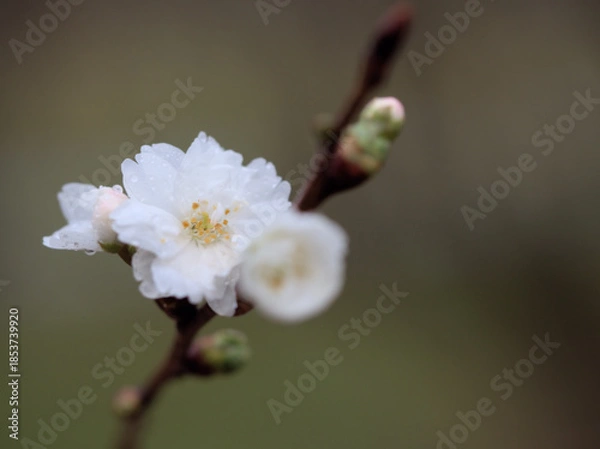 Obraz 雨の降った12月に咲いたサクラ「子福桜（コブクザクラ）」