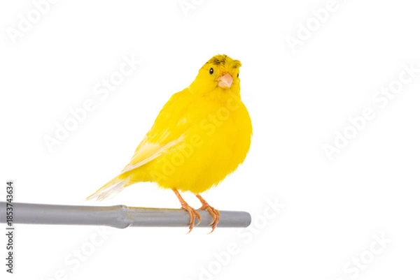 Obraz crested canary isolated on white background