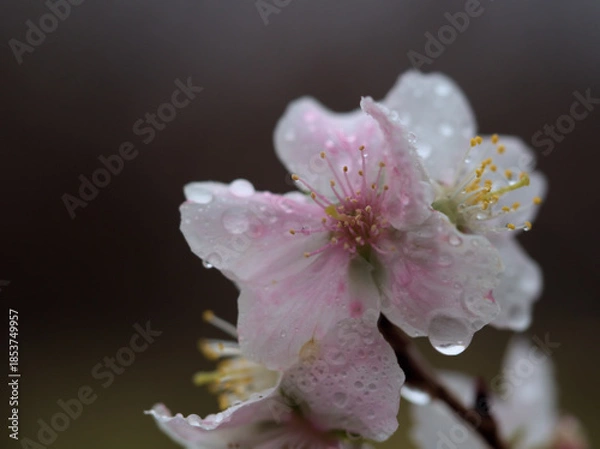Obraz 冷たい雨の降る12月に咲いた美しい桜「冬桜（フユザクラ）」
