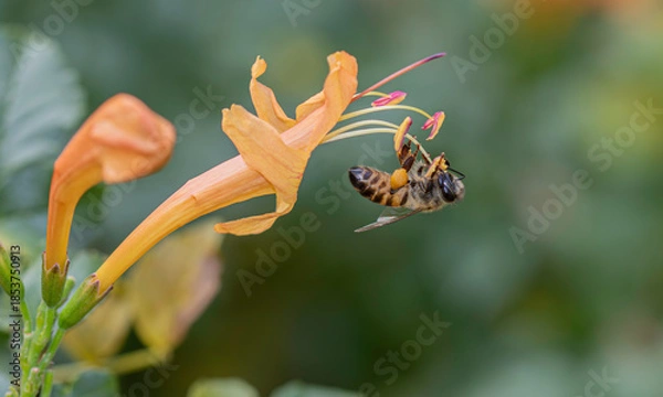 Obraz Small bee hanging onto a flower