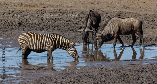 Obraz zebras and wildebeest