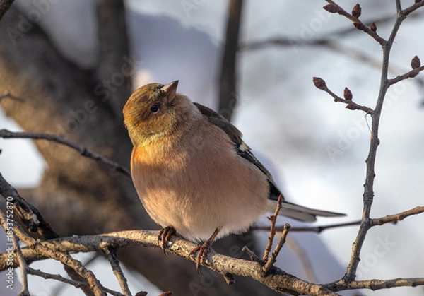 Obraz Chaffinch bird