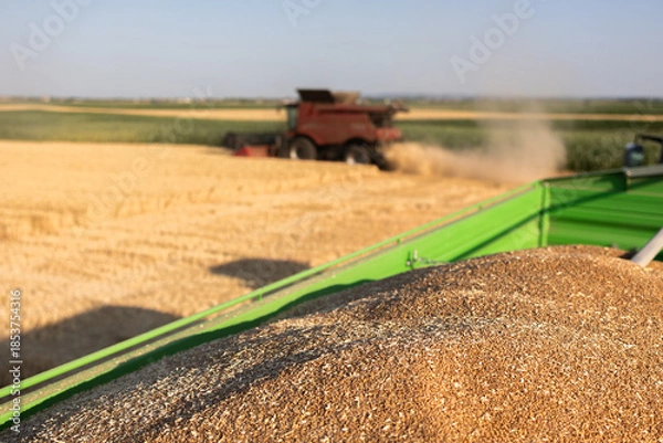 Obraz Combine harvester in field wheat