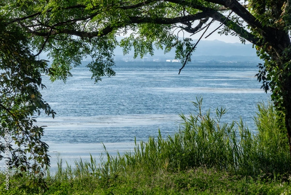 Obraz 早朝の琵琶湖　草木と湖、朝の光がつくりだす風景　滋賀県大津市