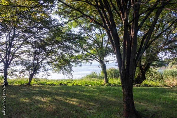 Obraz 早朝の琵琶湖　草木と湖、朝の光がつくりだす風景　滋賀県大津市