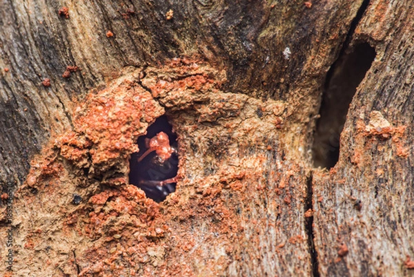 Fototapeta Ant emerging from nest hole in old tree bark