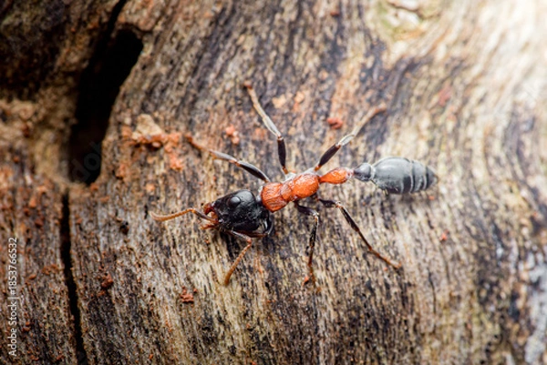 Fototapeta Black and red ant exploring rough tree bark