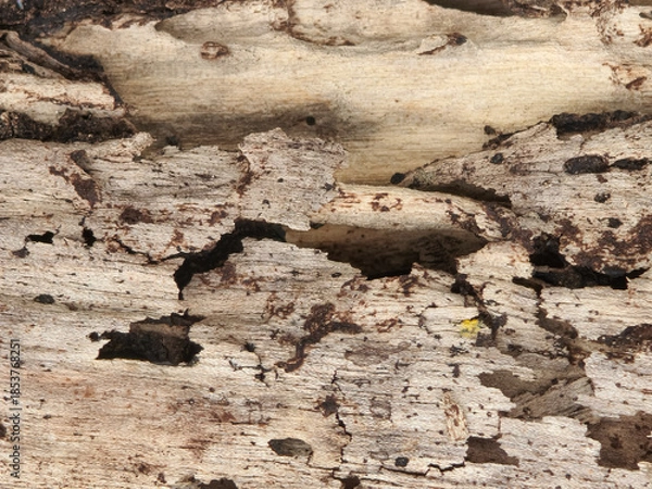 Obraz Decaying Wood Texture with Organic Patterns and Rough Surface