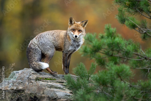 Obraz Red Fox ( Vulpes vulpes ) close up
