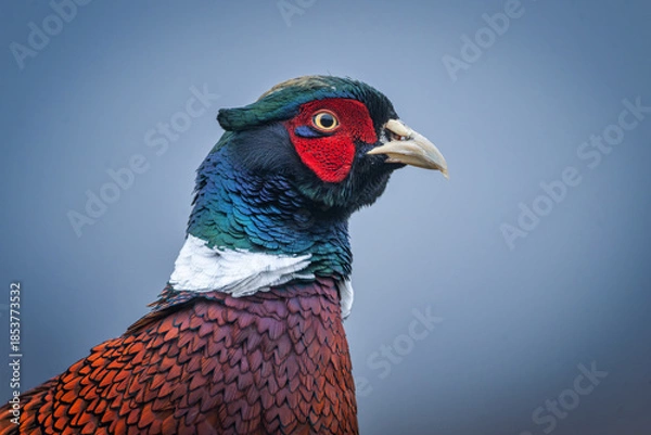 Obraz Ringneck Pheasant (Phasianus colchicus) male close up