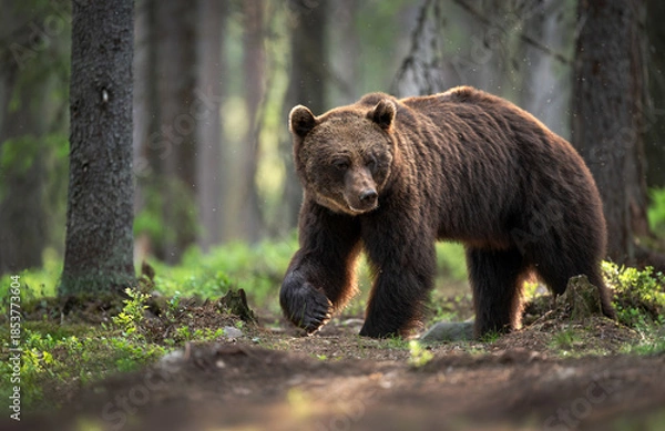Obraz Wild brown bear ( Ursus arctos )