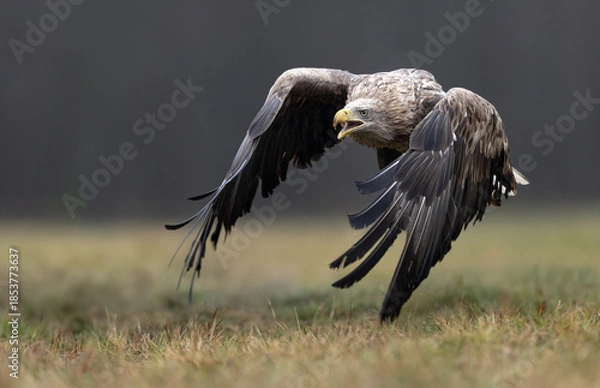Obraz White tailed eagle ( Haliaeetus albicilla)