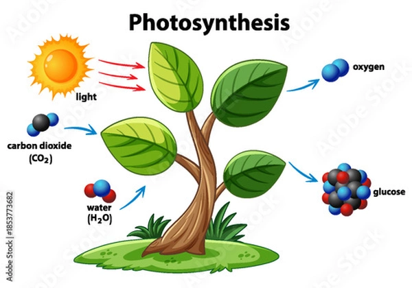 Fototapeta Photosynthesis Process Illustrated with Molecular Elements