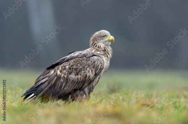 Obraz White tailed eagle ( Haliaeetus albicilla)