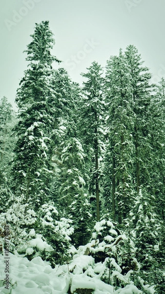 Obraz Snow Covered Evergreen Pine Trees