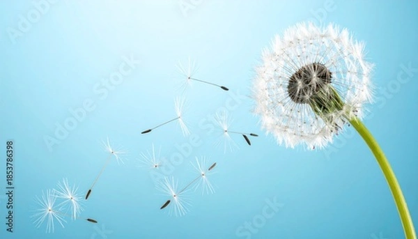 Obraz Dandelion Seeds Blowing.