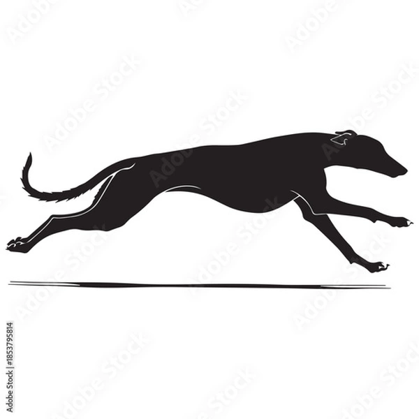 Obraz Sleek greyhound running in motion with dynamic stride